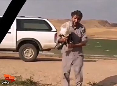فیلم/ یادی از شهید محیط بان زنجان «مهدی مجلل»